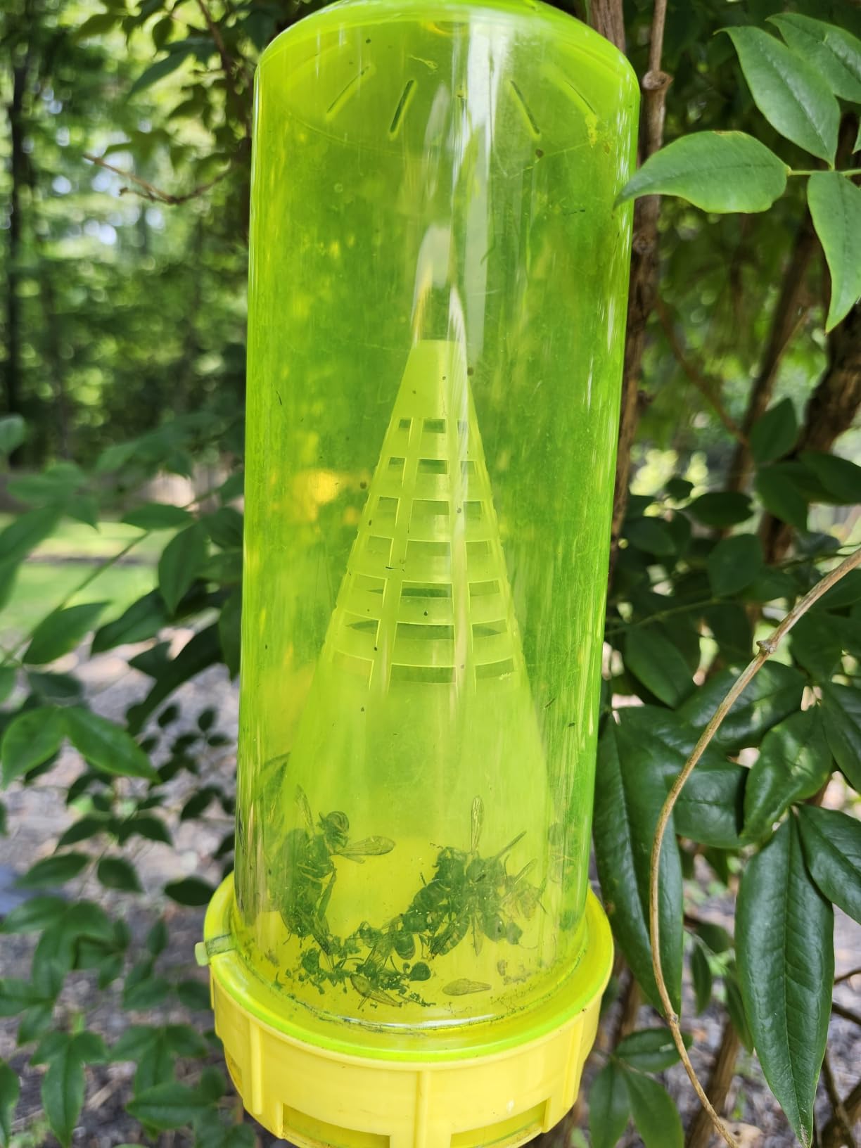 RESCUE! Reusable Yellowjacket Trap – Includes Attractant - 2 Traps customer photo 2