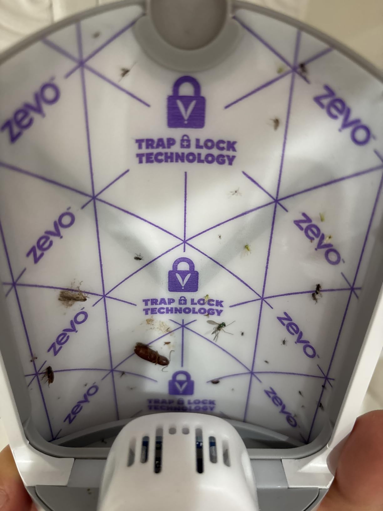 Zevo Flying Insect Trap for Fruit Flies & Gnats, 1 Plug-in Base & 1 Refills customer photo 1