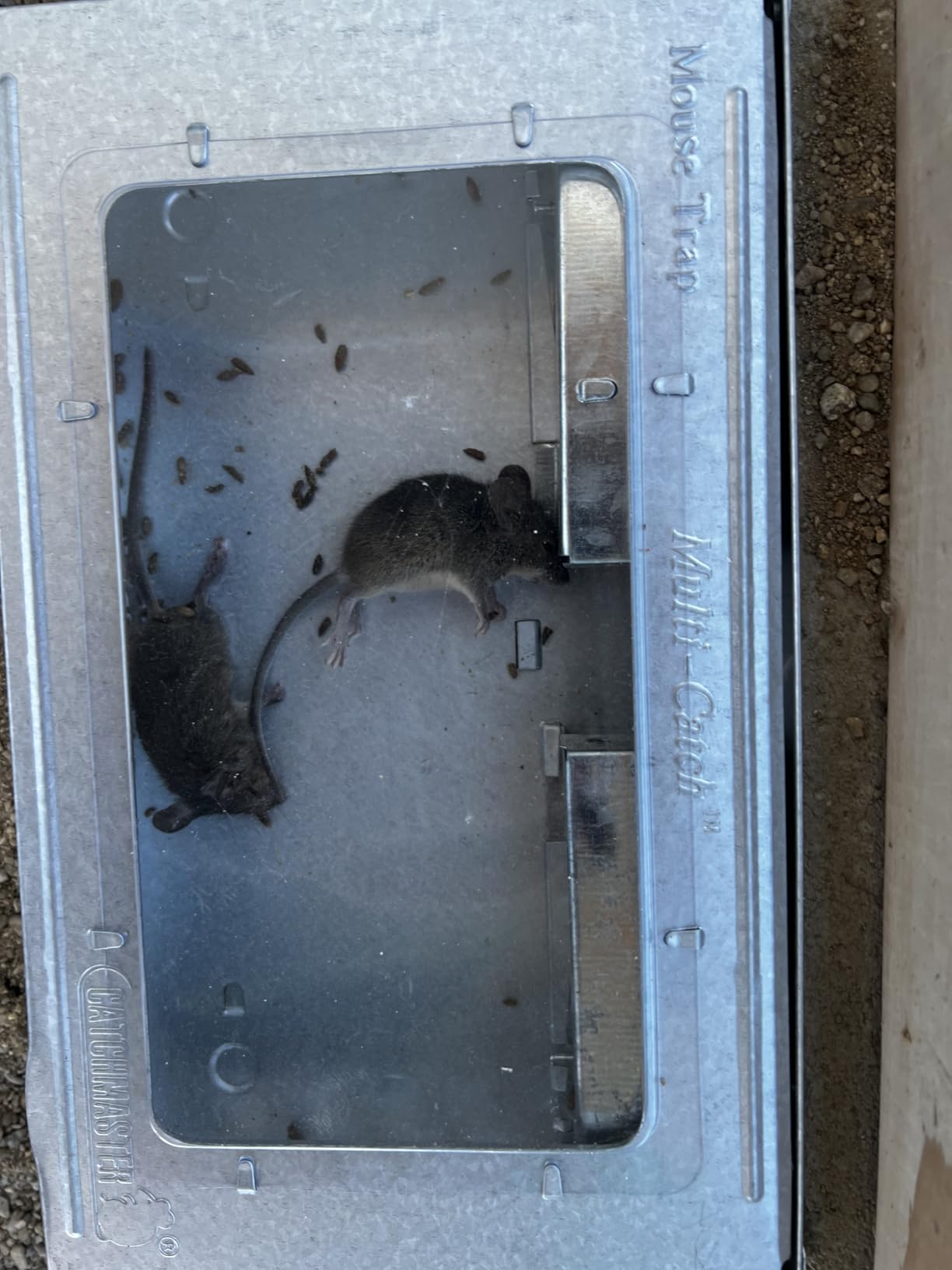 Catchmaster Multi-Catch Mouse Trap 3pk, Live Catch Metal Mouse Trap Box customer photo 1