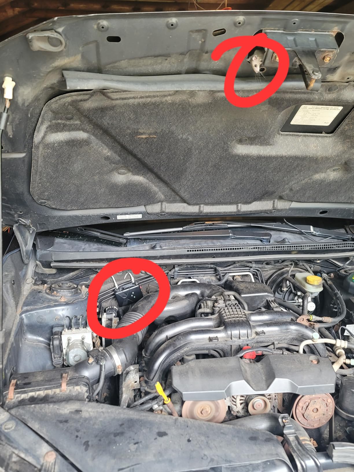 Battery Operated Ultrasonic Under Hood Rodent Repellent for Car Engines customer photo 1