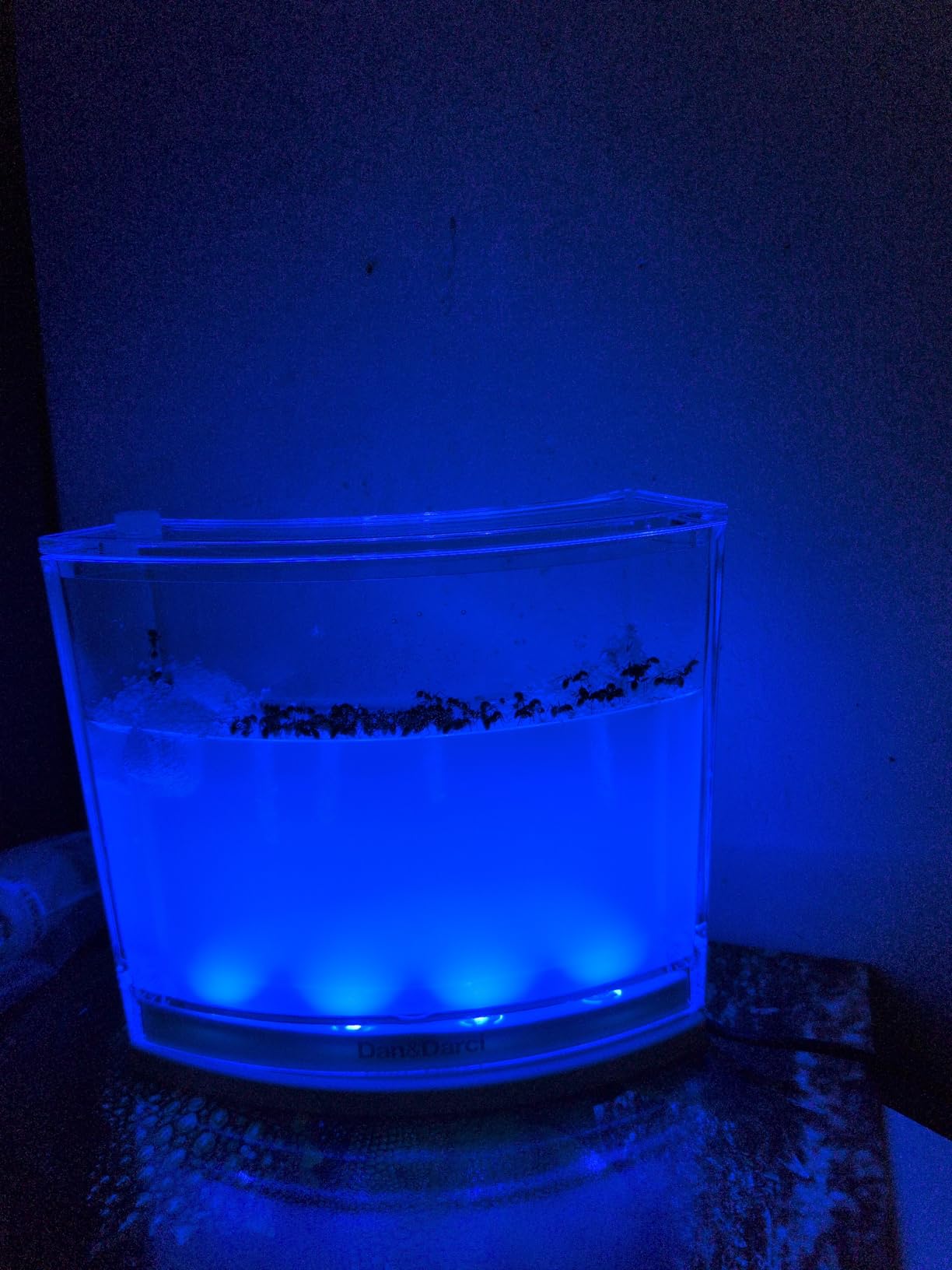 Dan&Darci Light-up Ant Farm Terrarium Kit for Kids – LED Habitat for Live Ants with Nutrient Rich Gel - Watch Them Dig Their Own Tunnels - Learning Science Toys, Experiment Gift for Boys & Girls customer photo 2