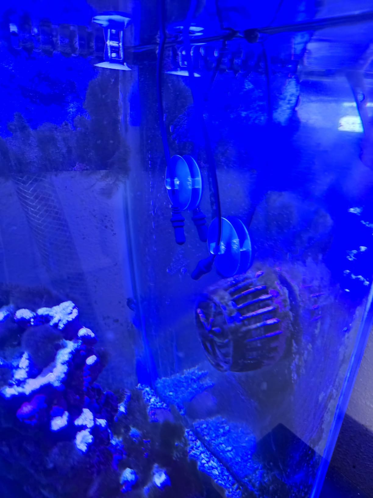 Inkbird ITC-306A WiFi Aquarium Thermostat with Two Probes only for Heater customer photo 2