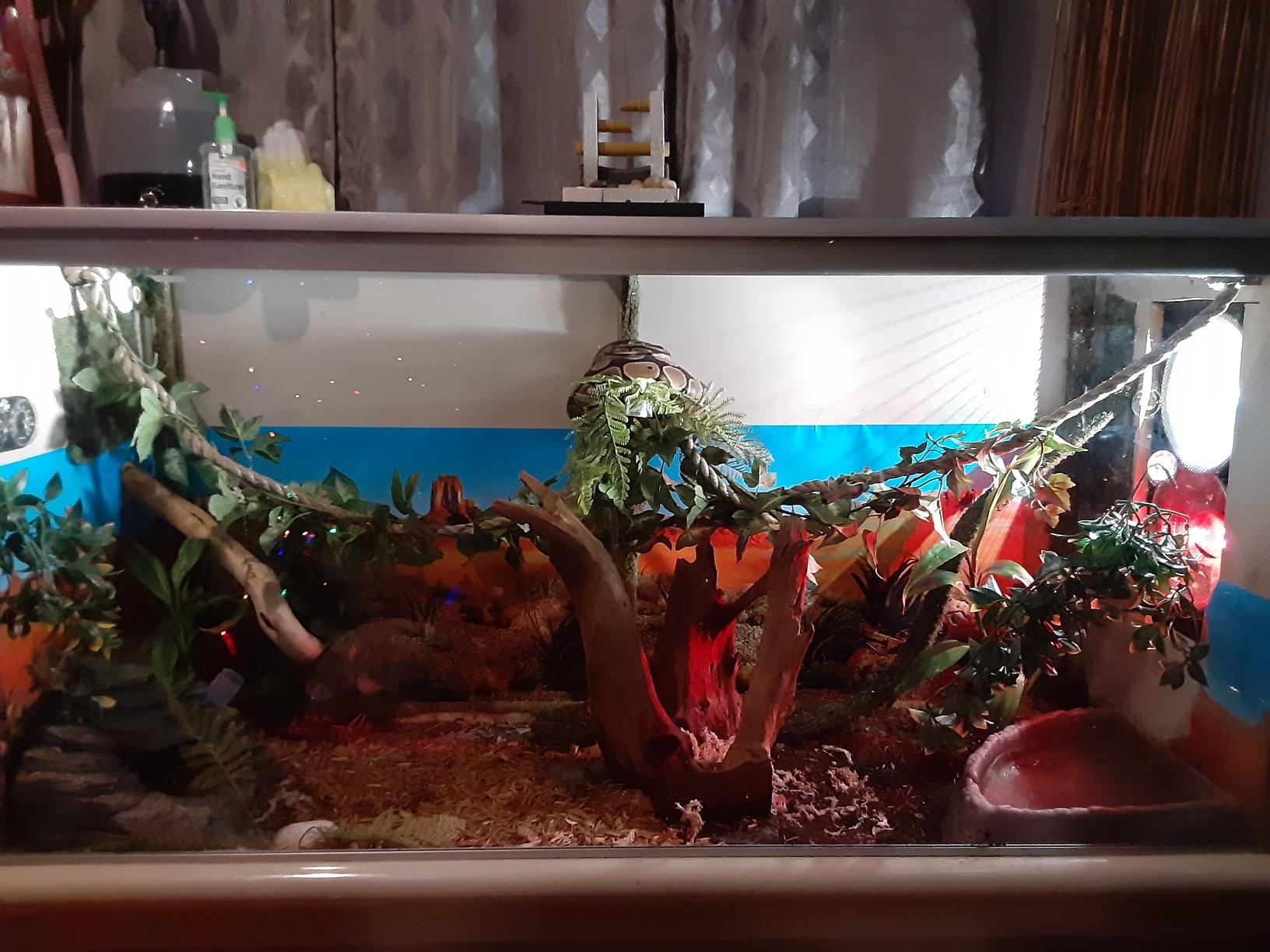 BETAZOOER Reptile Humidifier Mister Fogger Extension Amphibians Snake 2.5L customer photo 1
