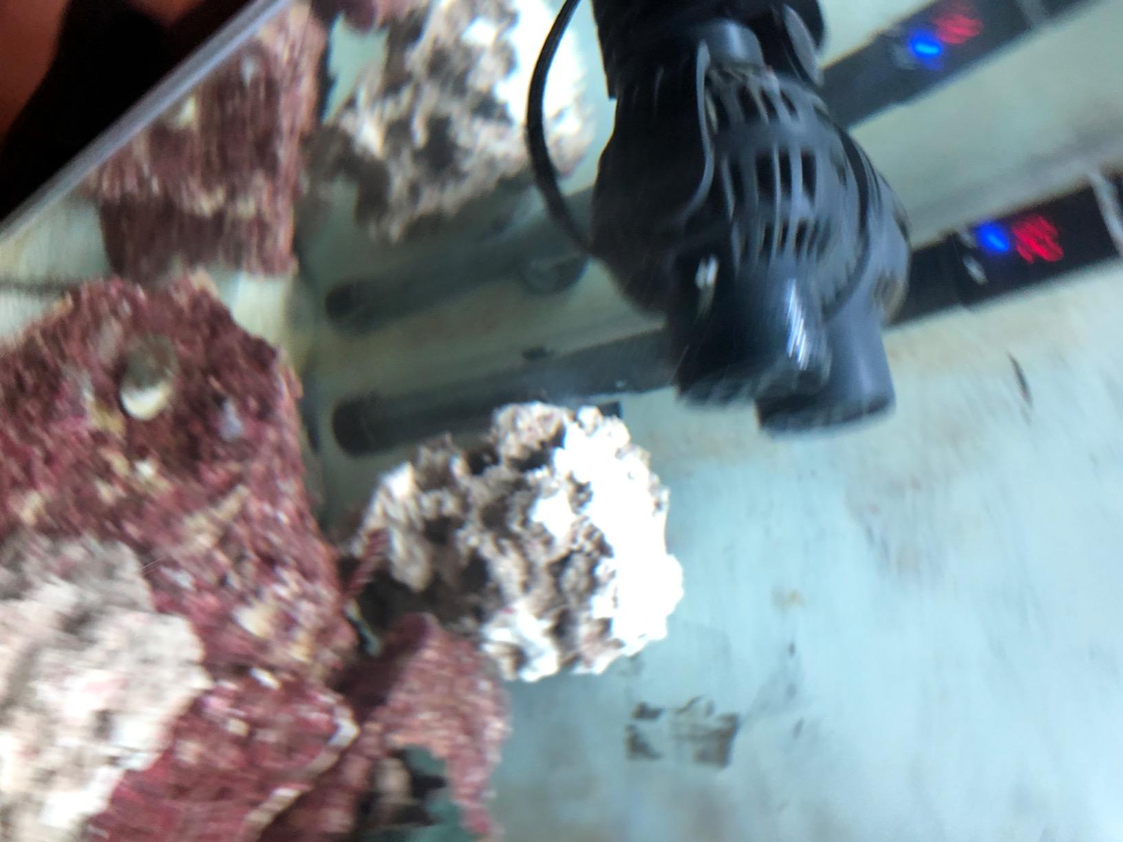 FREESEA Magnetic Wave Maker for Aquarium: 1s Mounts on 15mm Glass Secure customer photo 1
