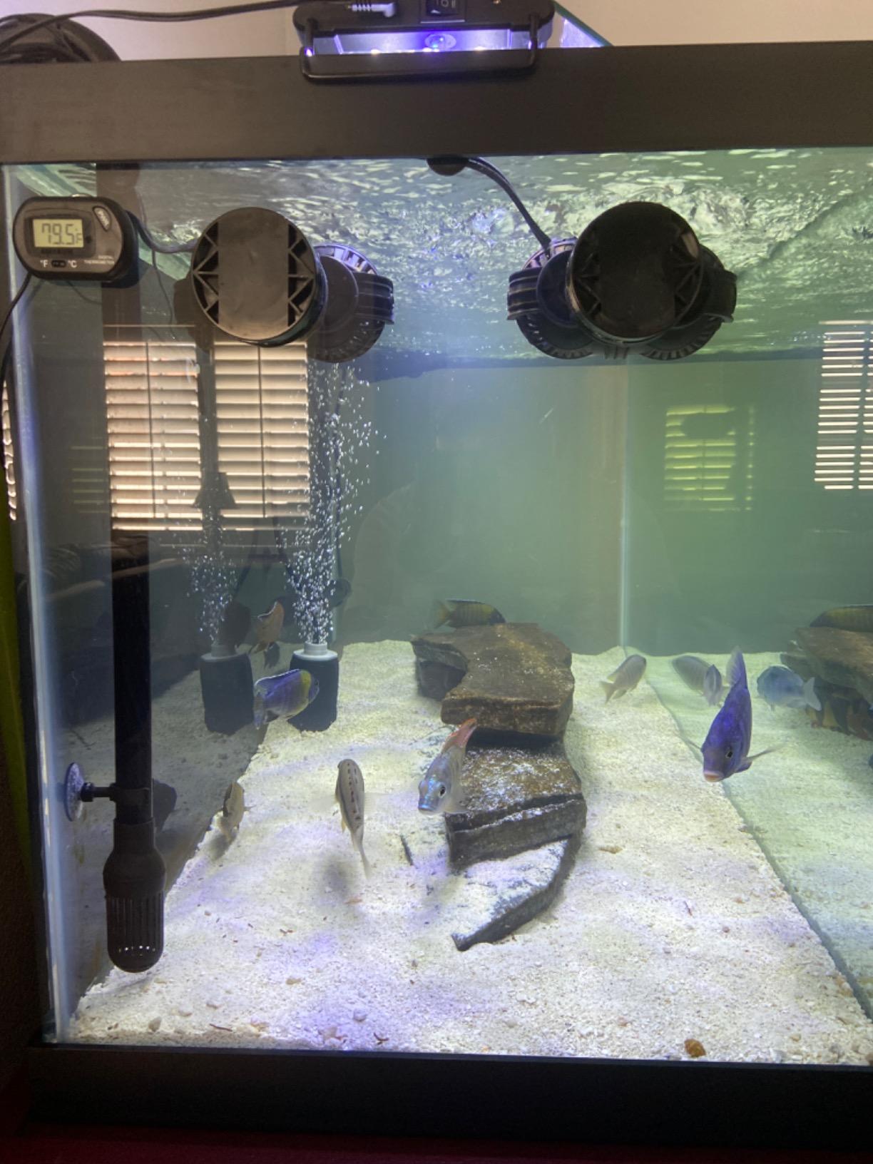 FREESEA Magnetic Wave Maker for Aquarium: 1s Mounts on 15mm Glass Secure customer photo 2