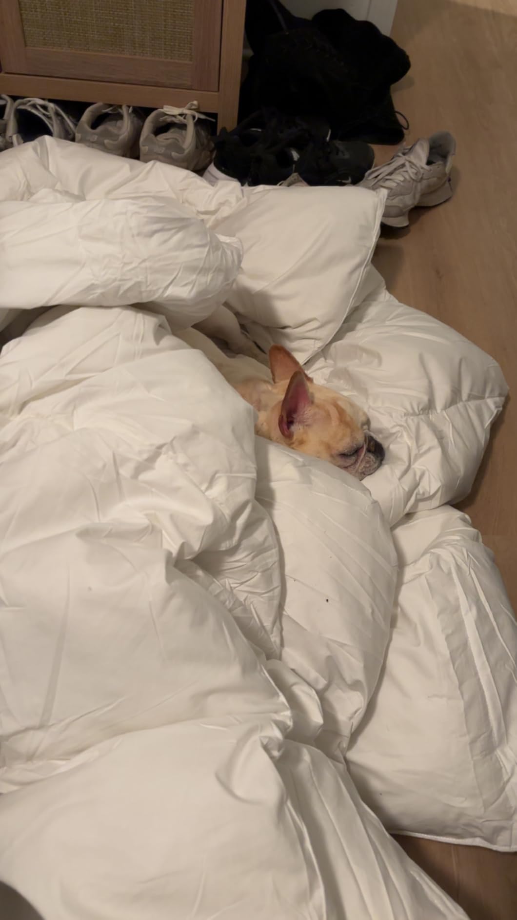 Serta Goose Feather Down Fiber Comforter Queen Size - 100% Cotton Cover Duvet Insert - Hotel Luxury Hypoallergenic Bedding Comforter Extra Warmth 90 x 90 Inch White customer photo 1