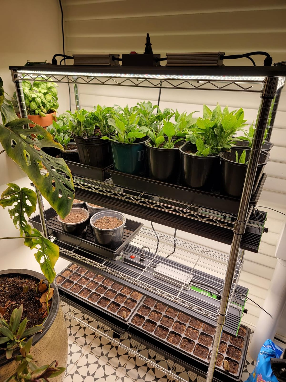 100 Watt LED Grow Light for Seed Starting Vegetables Bloom, Plant Lights customer photo 1
