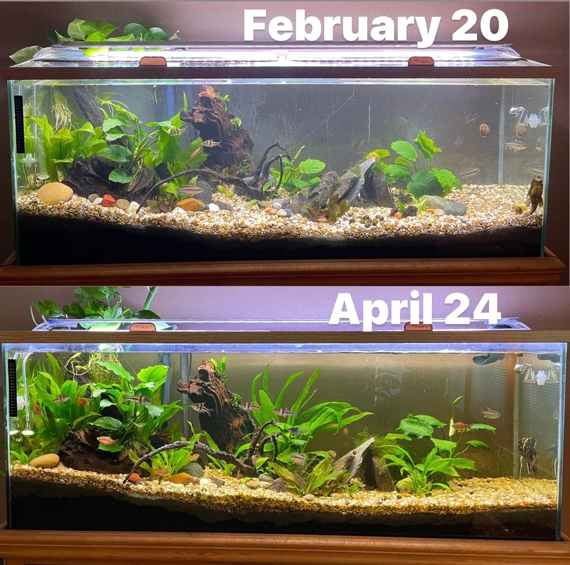 2L Aquarium Co2 System with Pressure Gauge for Aquarium Plants customer photo 2