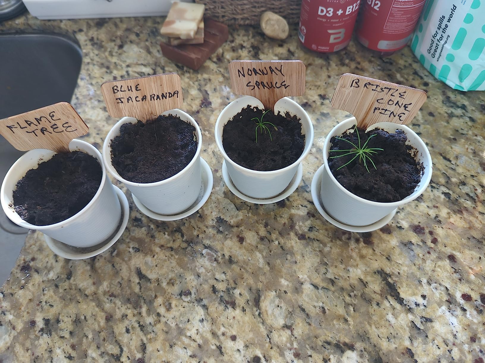 HOME GROWN Bonsai Tree Starter Kit, Grow 4 Bonsai Trees, Gardening Gift customer photo 1