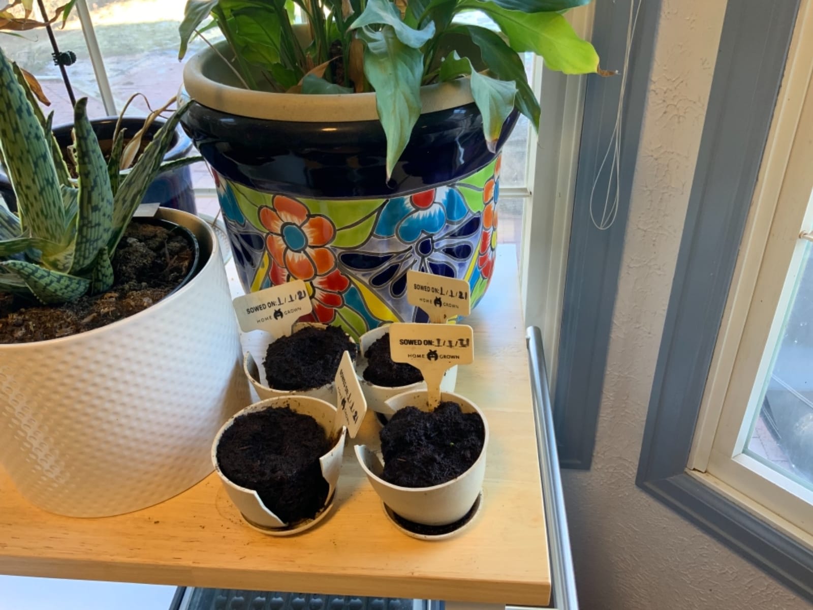 HOME GROWN Bonsai Tree Starter Kit, Grow 4 Bonsai Trees, Gardening Gift customer photo 2