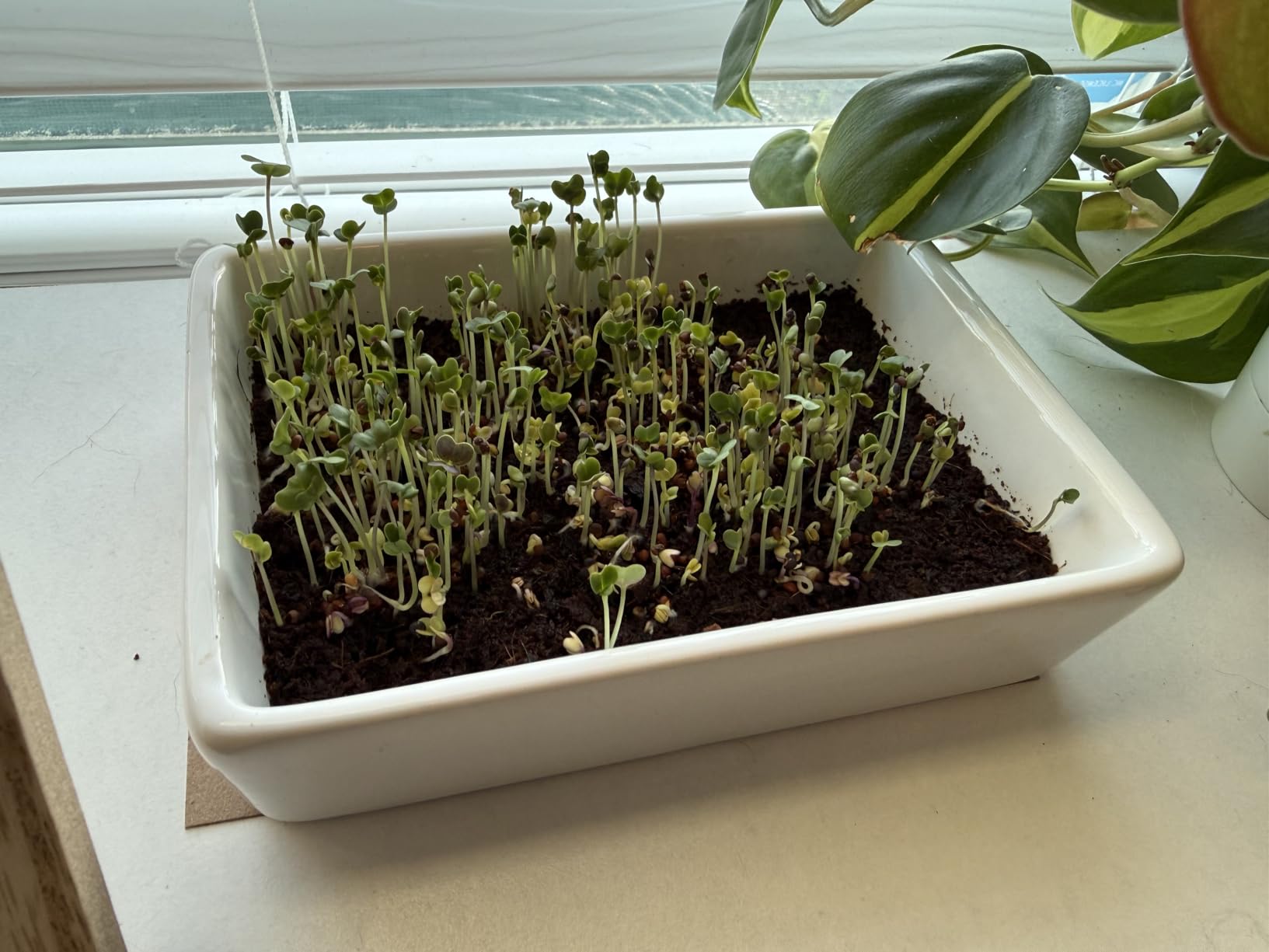 Back to the Roots DIY Microgreen Grow Kit, 6-Grow Variety Pack customer photo 2