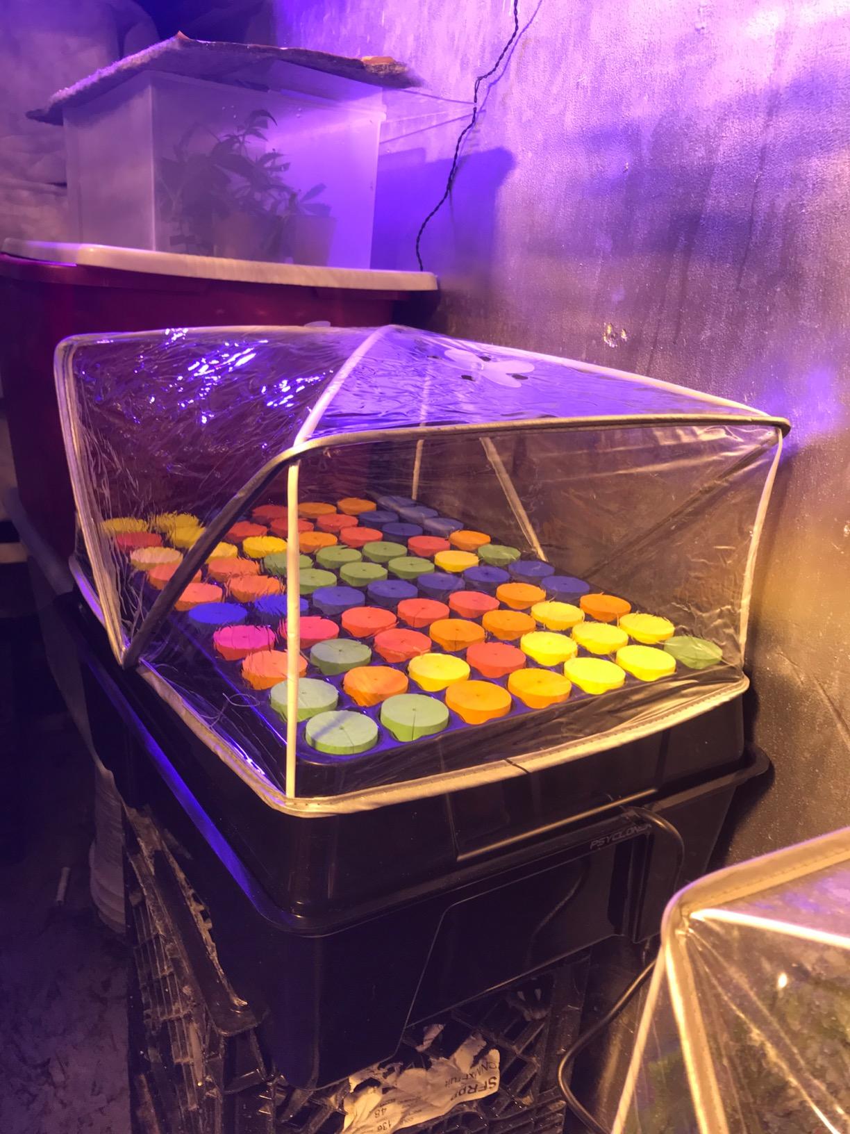 Psycloner Pro Clone Machine, Aeroponics System, Cloner for Plant Cuttings, Propagation + Bonus (35 Site) customer photo 2