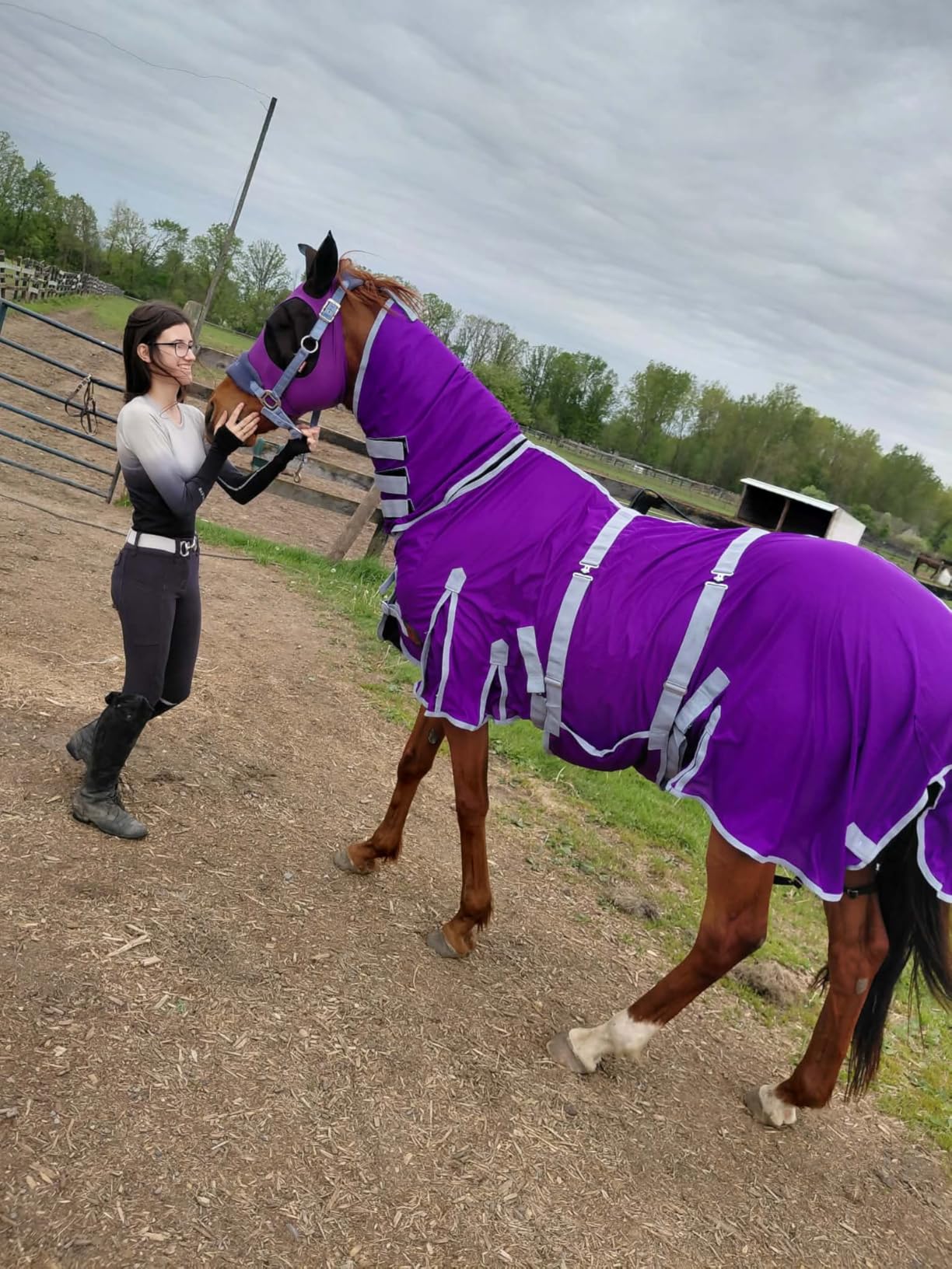 Heavy Duty Horse Fly Sheet with Neck and Detachable Belly Band | Summer Sheet (78, Purple) customer photo 2