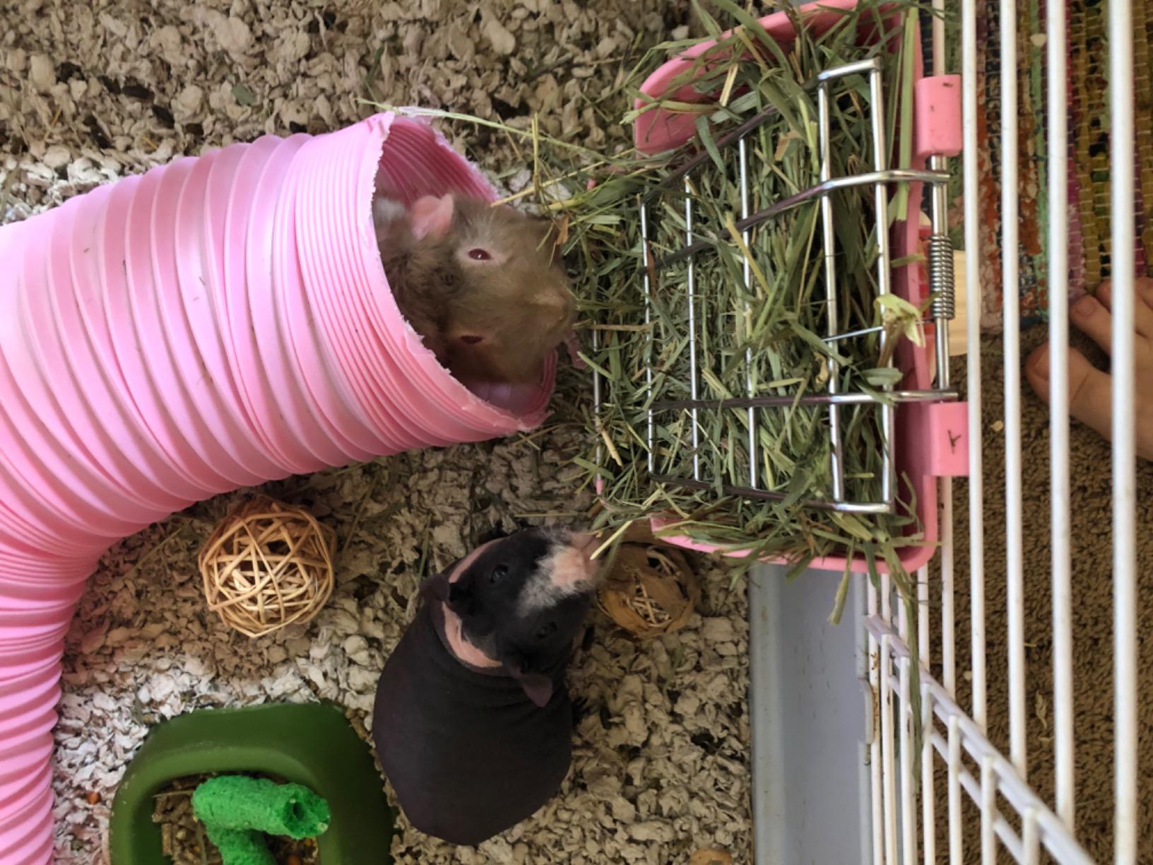 Rabbit Hay Feeder, Large Capacity Bunny Hay Rack for Rabbits, Guinea Pigs, Chinchillas, Small Animals, Hay Dispenser customer photo 2