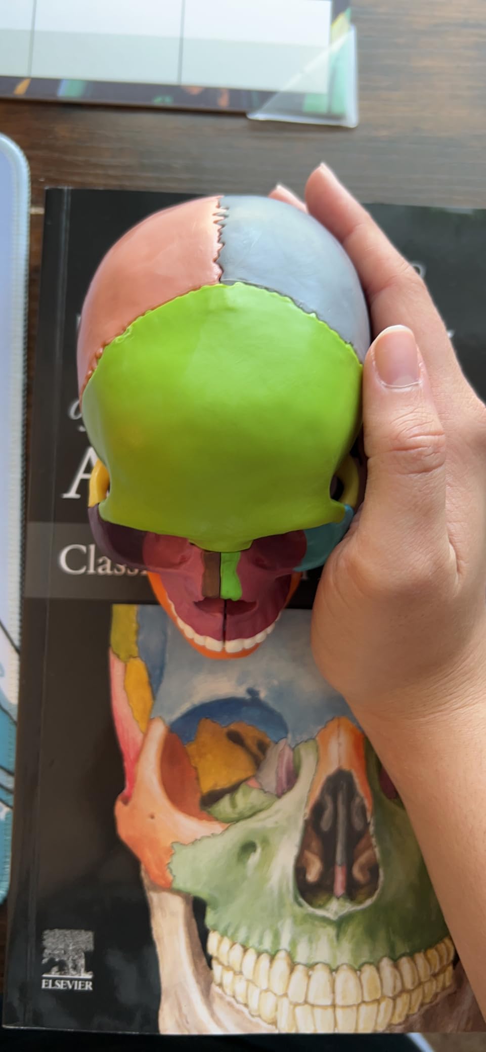 New Anatomy Skull Model 15 Parts Human Color Exploded Skull Detachable customer photo 2