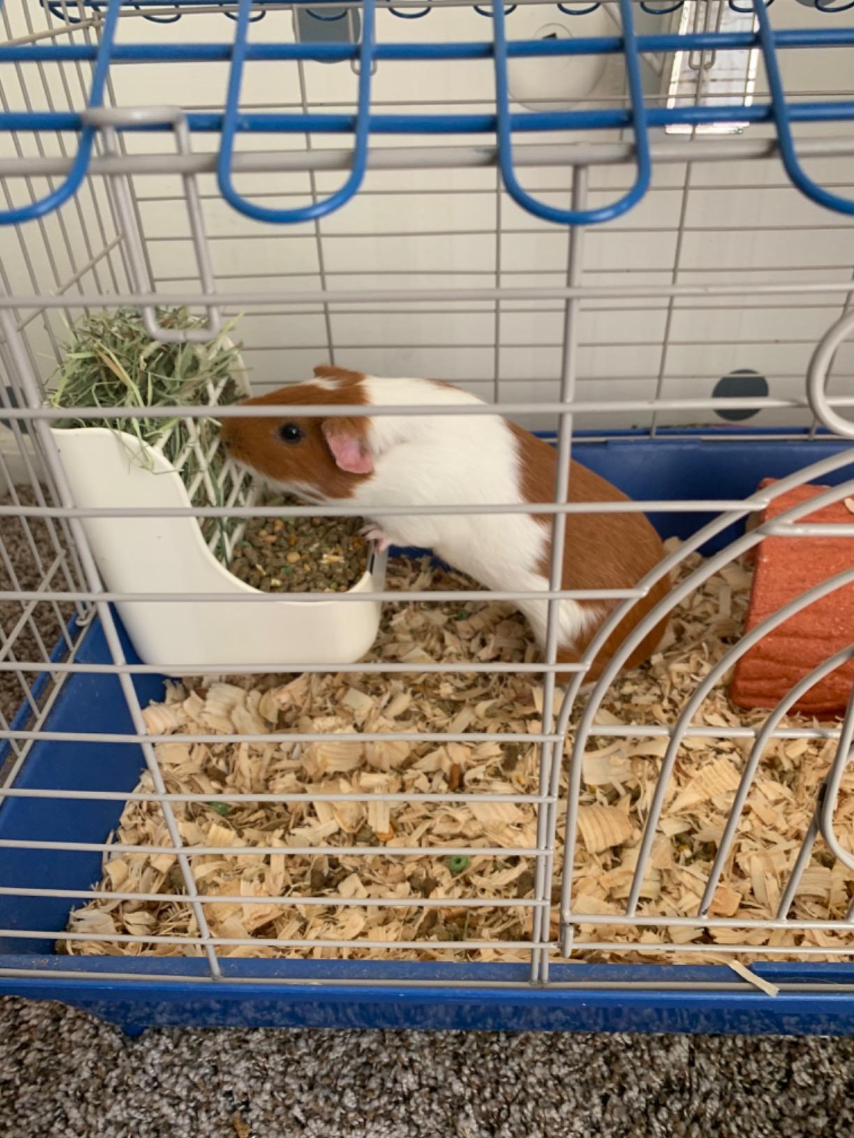 Rabbit Supplies with Bowl & Hay Feeder - Accessories for Bunnies & Guinea Pigs, 6x6x7 Inches (White) customer photo 1