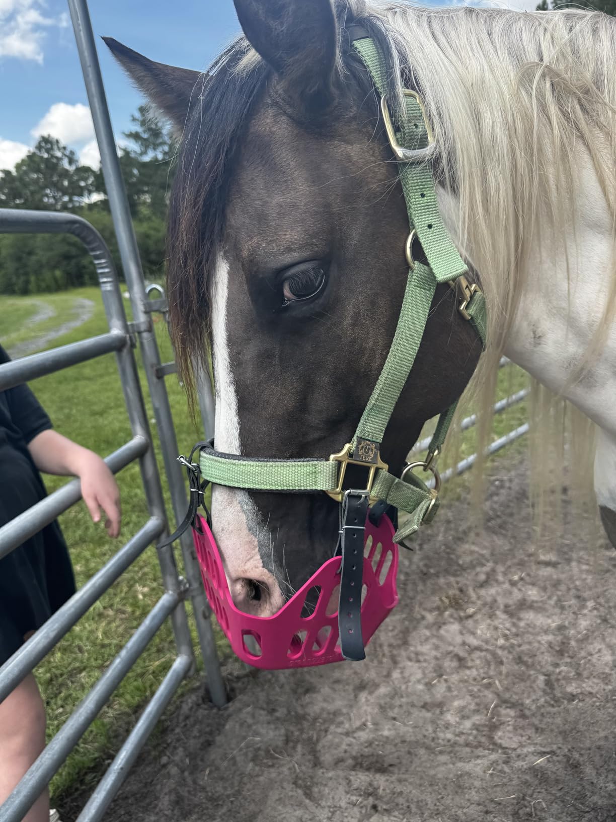 T TEKE Adjustable Horse Halters by Heavy Duty Soft Nylon, Padded with Anti-rubbing Waffle Neoprene on Both Crown & Nose customer photo 2