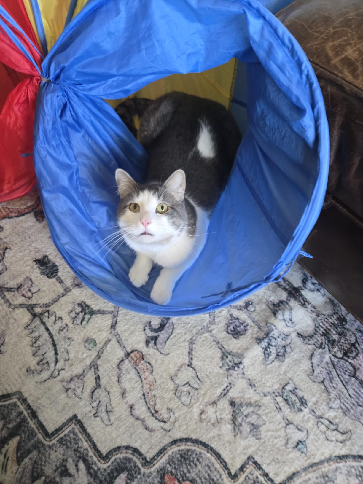 PigPigPen Pop Up Play Tunnel Tent for Toddlers Babies or Dogs, Indoor & Outdoor Toys for Kids Backyard Playset. (Red,Yellow,Blue) customer photo 2