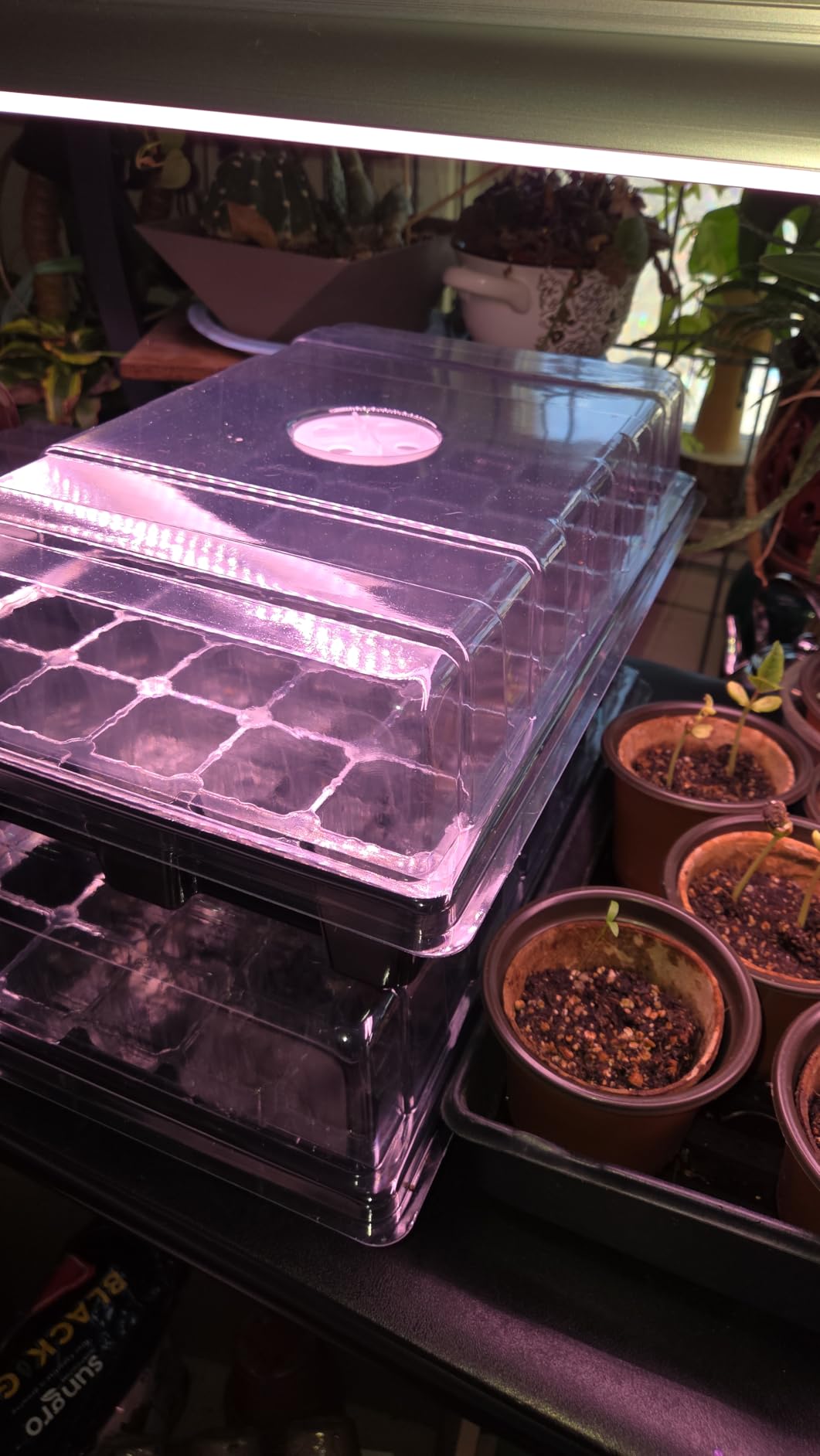 MIXC 5 Pack Seed Starter Tray, 200Cell Mini Propagator Greenhouse Grow Kit customer photo 1