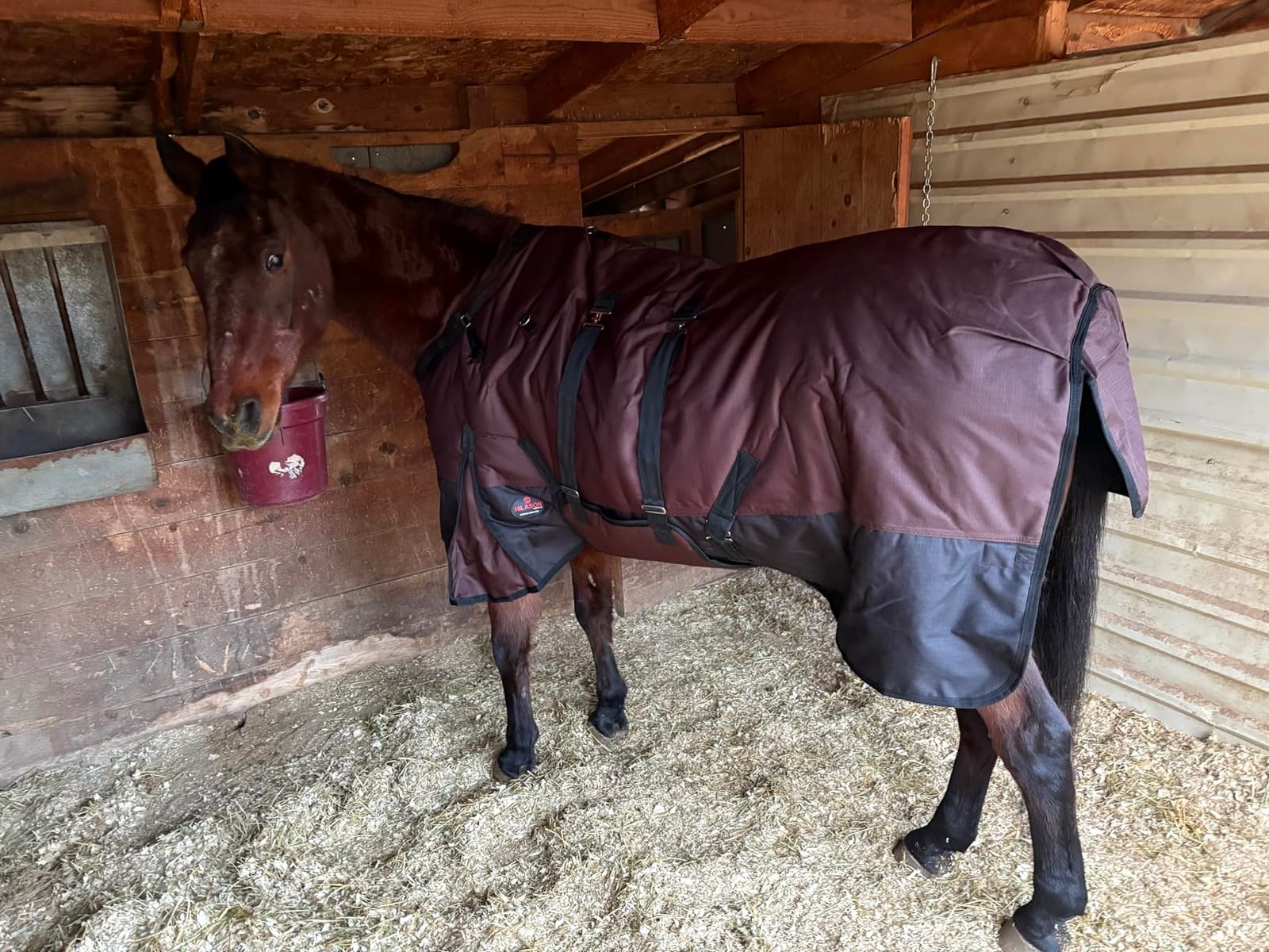 Black 78 in HILASON 1200D Winter Waterproof Turnout Blanket customer photo 1