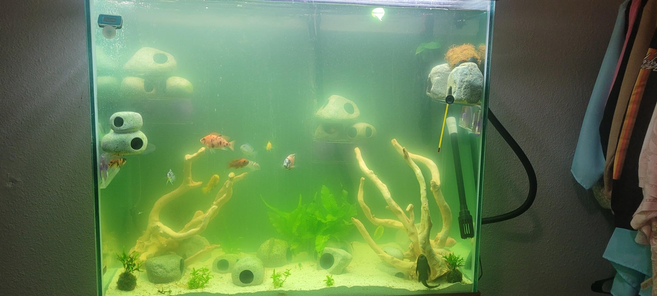 Fluval in Line UVC Clarifier for Aquarium Filters customer photo 2