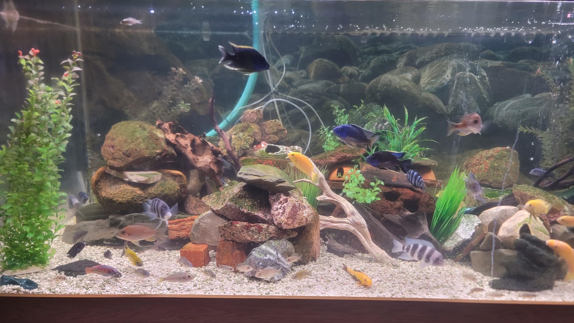 hygger Advanced LED Aquarium Light with Timer, 24/7 Lighting Cycle & DIY Mode, Full Spectrum Fish Tank Light for 30-36 in Freshwater Planted Tank customer photo 1