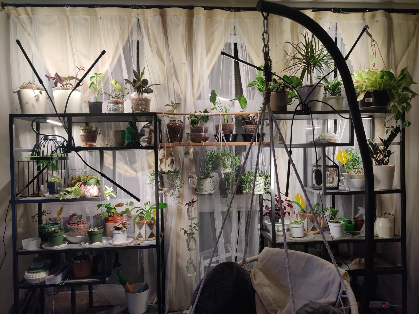 bseah Grow Light Plant Lights for Indoor Plants, Full Spectrum Plant Grow Lamp, 10 Dimmable Levels, Auto ON & Off with 3/9/12H Timer customer photo 2