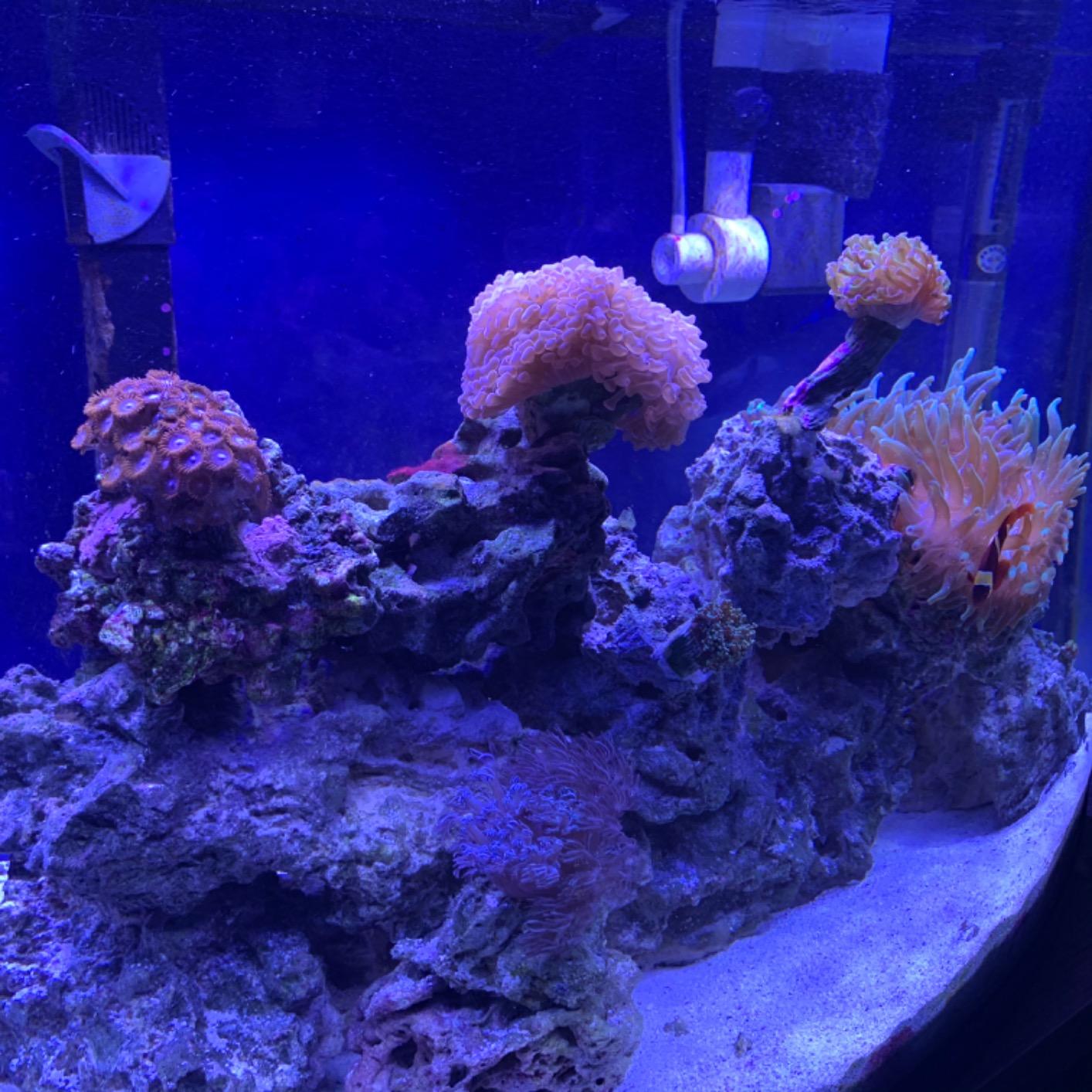 NICREW ClassicLED Marine Saltwater Aquarium Light, 48W for 48–60 inch Tanks customer photo 1