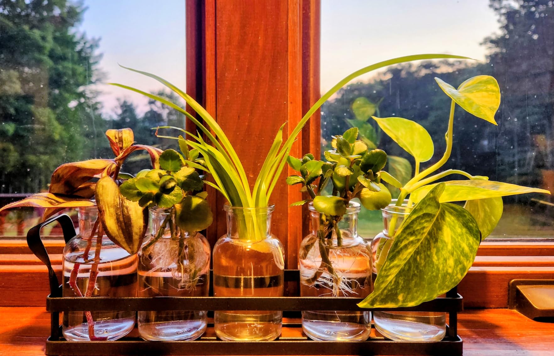 Mkono Propagation Stations, 5 Jars Desktop Glass Plant Terrarium with Stand customer photo 1
