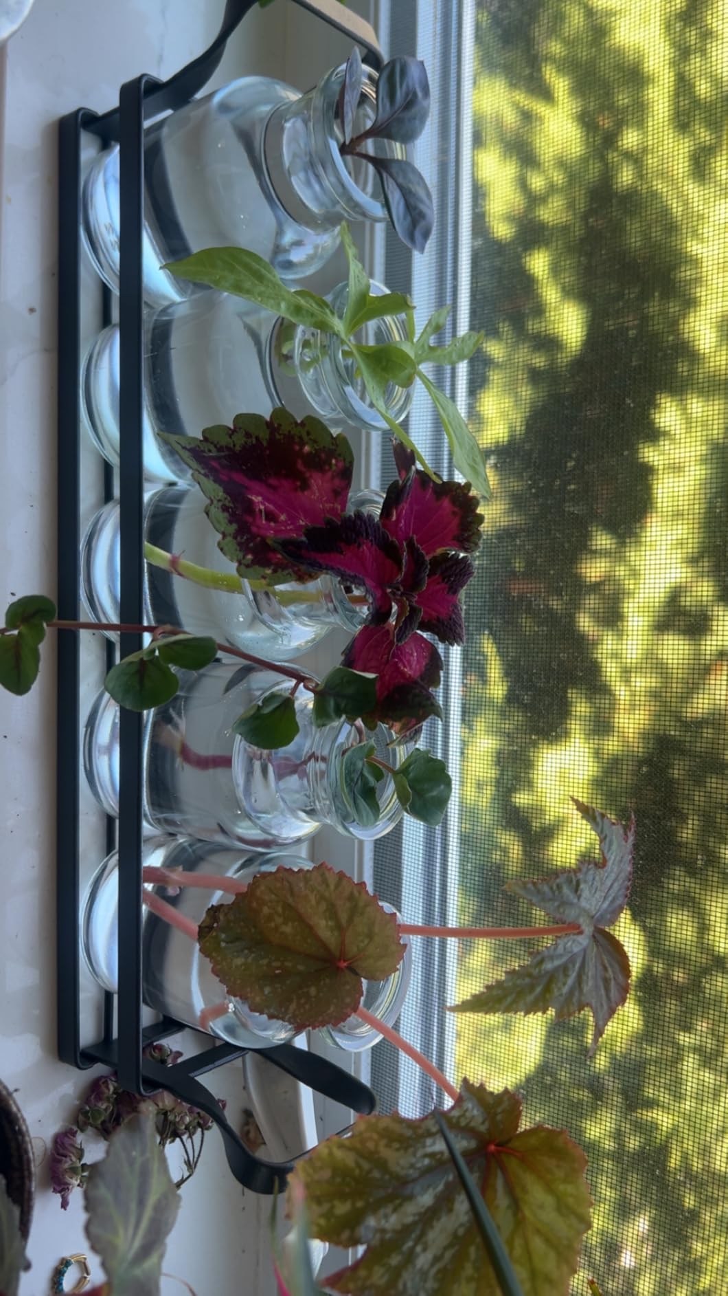 Mkono Propagation Stations, 5 Jars Desktop Glass Plant Terrarium with Stand customer photo 2