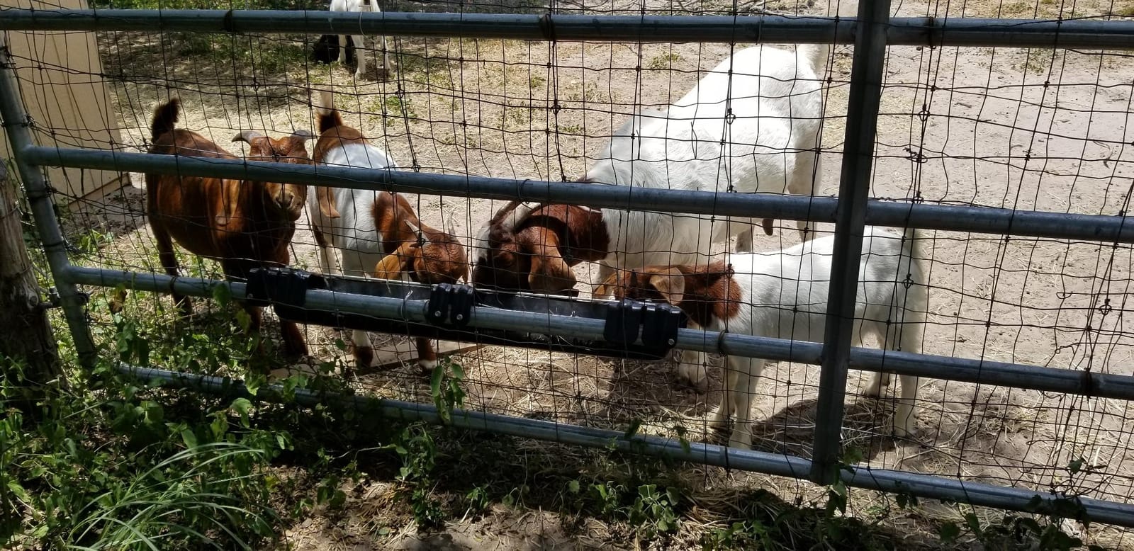 Little Giant 9 Qt Hook Over Goat Trough Heavy Duty Galvanized Steel, 2-Pack customer photo 2