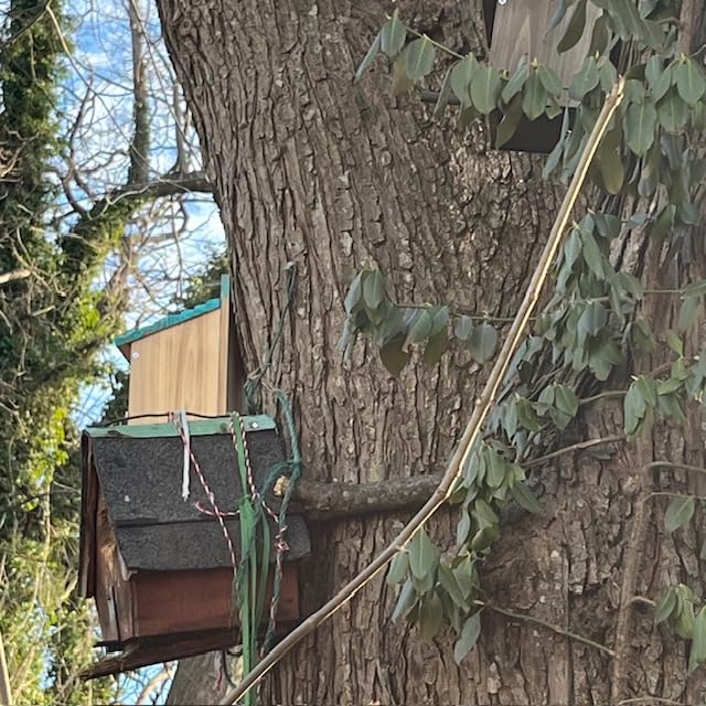 NATUREYLWL Wooden Bird House for Outside, Hanging Natural Wood Birdhouse with Perch, 1.57