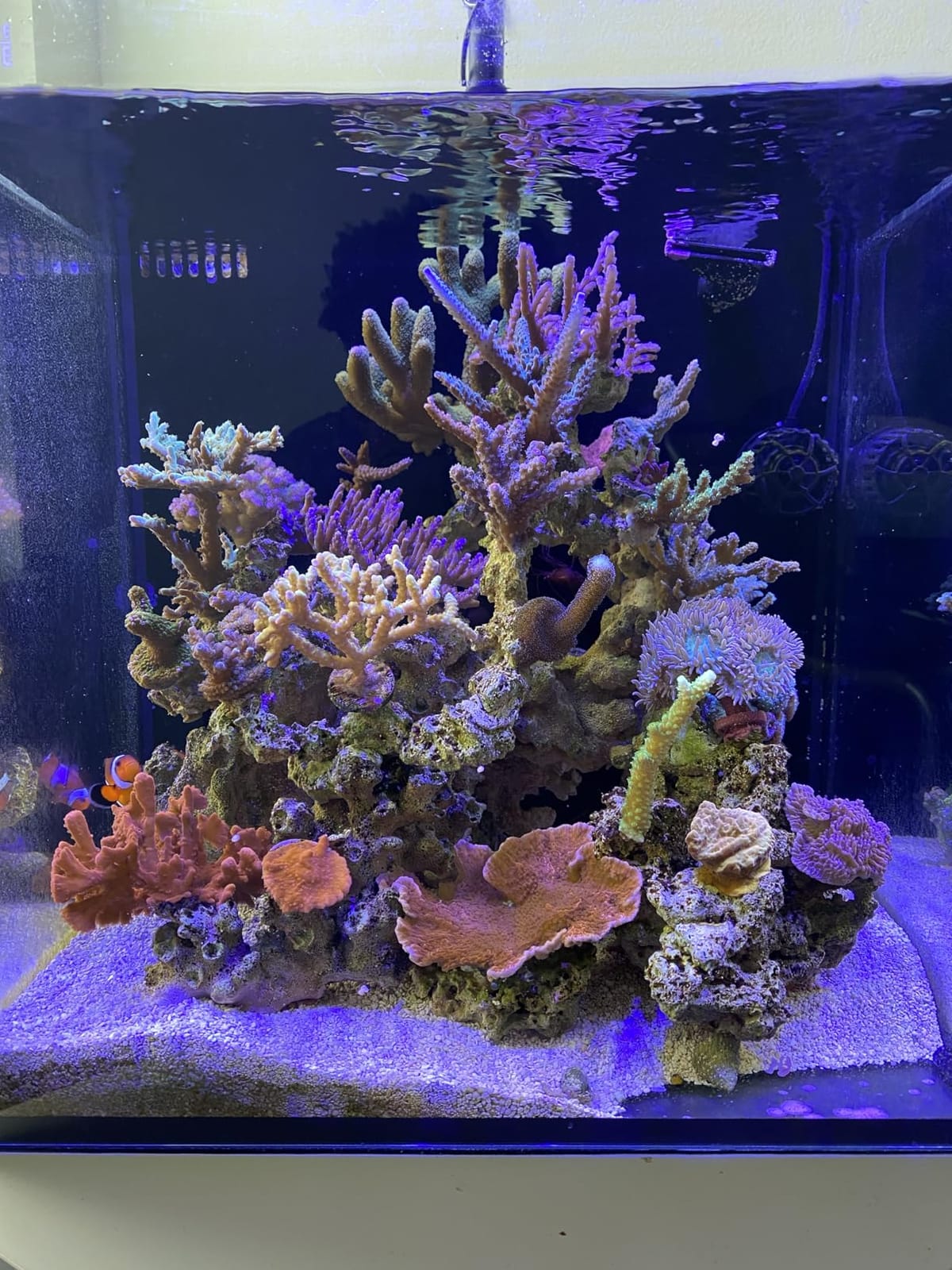 Aquarium Light - 95 Watt Sunrise Sunset Moonlight, Group Control Program Coral Reef Light Dimmable Full Spectrum for Marine Tanks,Saltwater Tank Light with Timer (Brackets) customer photo 2
