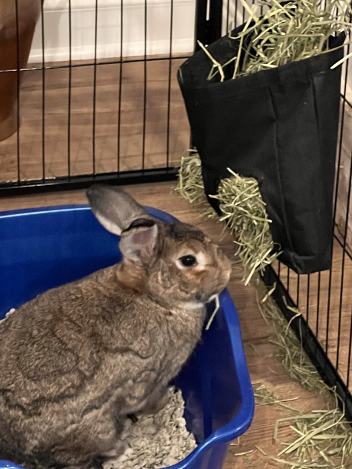 RIOUSSI Guinea Pig Hay Feeder, Hanging Rabbit Hay Feeder Bag. Stars customer photo 2