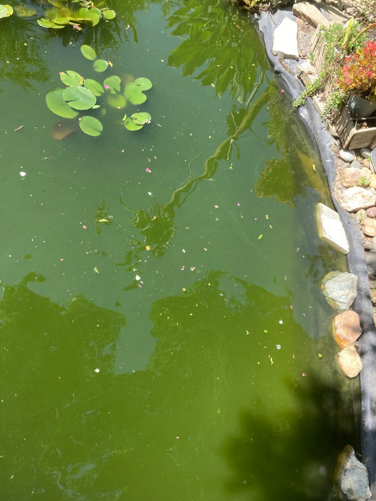 Jebao PU-36 Pond and Aquarium Clarifier, 36-watt customer photo 1