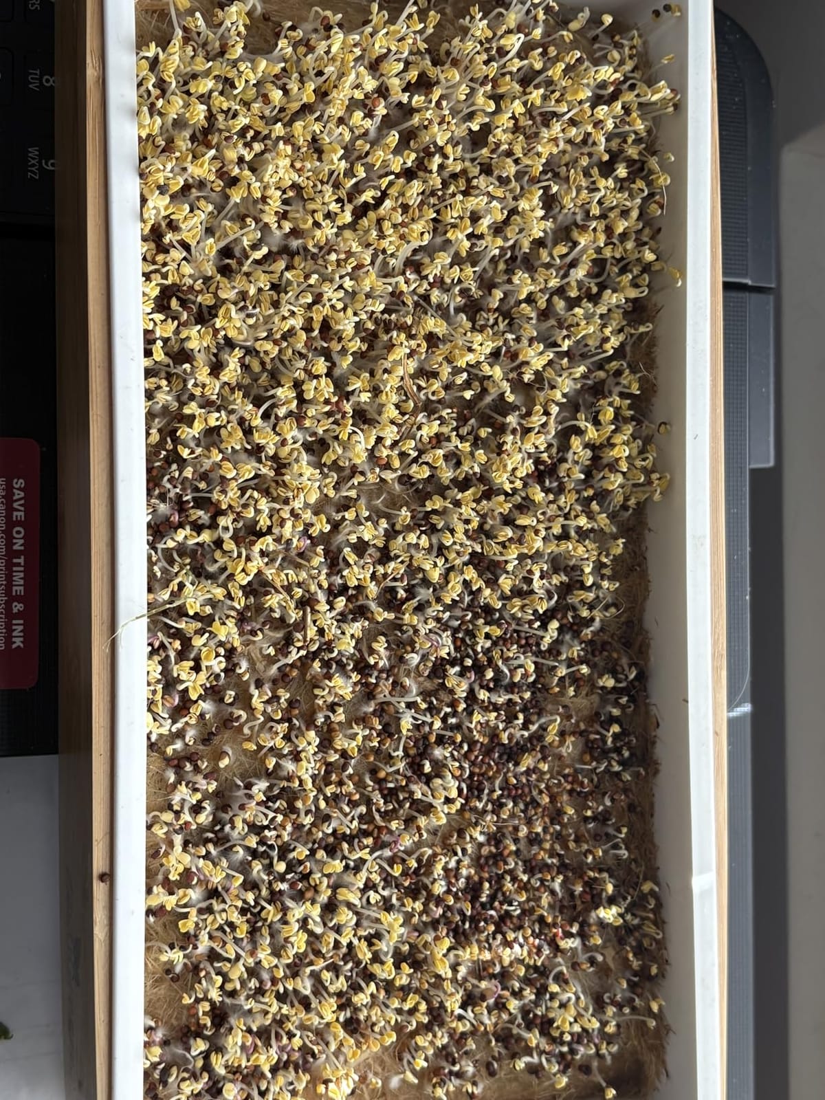 Microgreens Growing Kit - Self-Watering Tray with US Premium Seeds customer photo 2