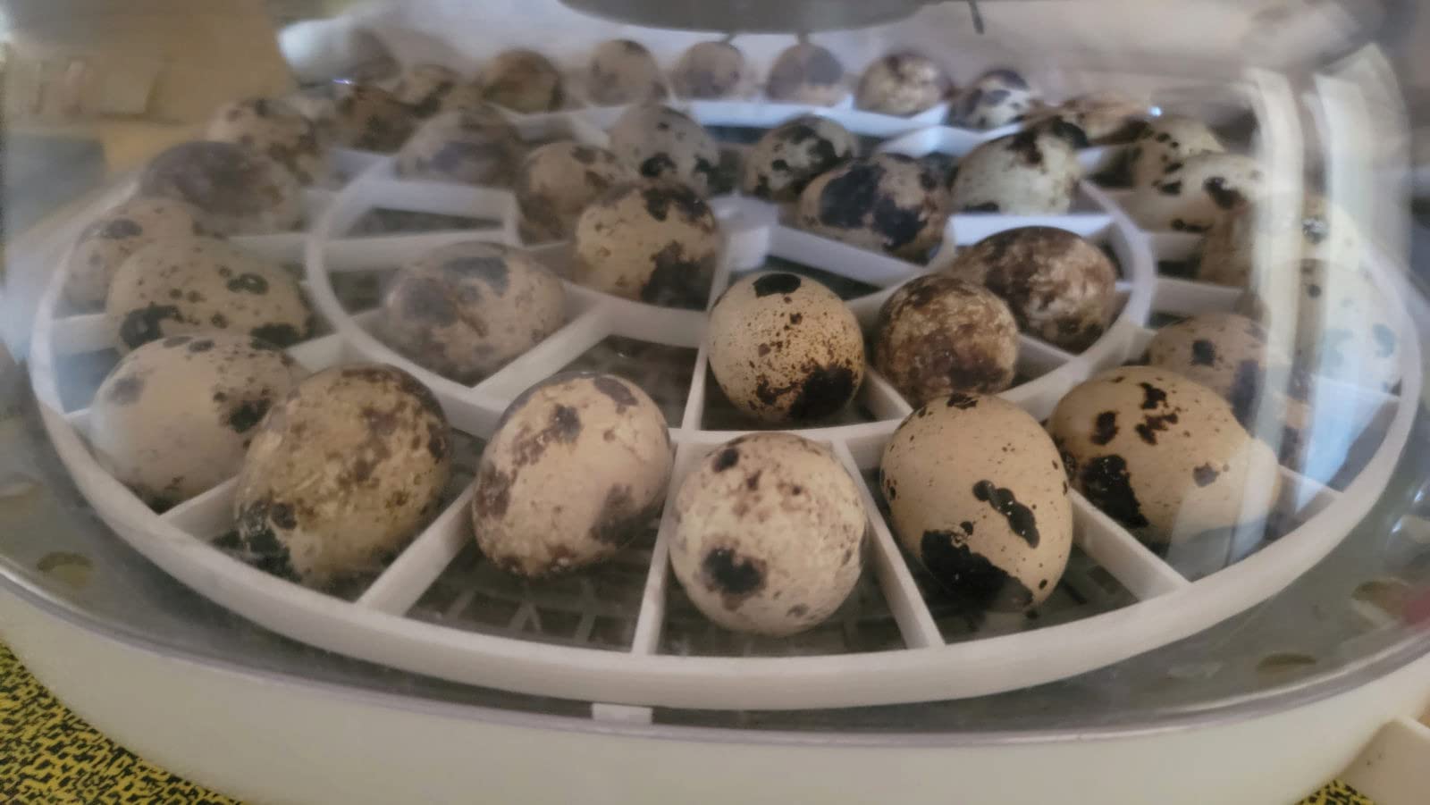 Generic 3D Printed Quail Egg Turner for Nurture Right 360 Incubator customer photo 1