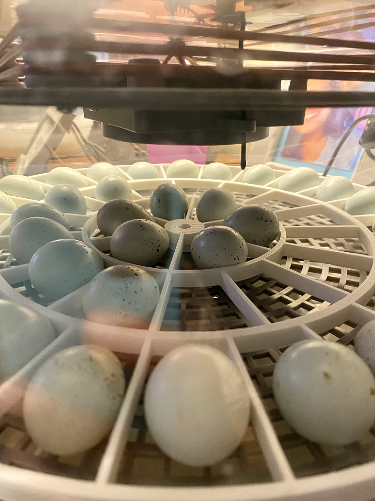 Generic 3D Printed Quail Egg Turner for Nurture Right 360 Incubator customer photo 2