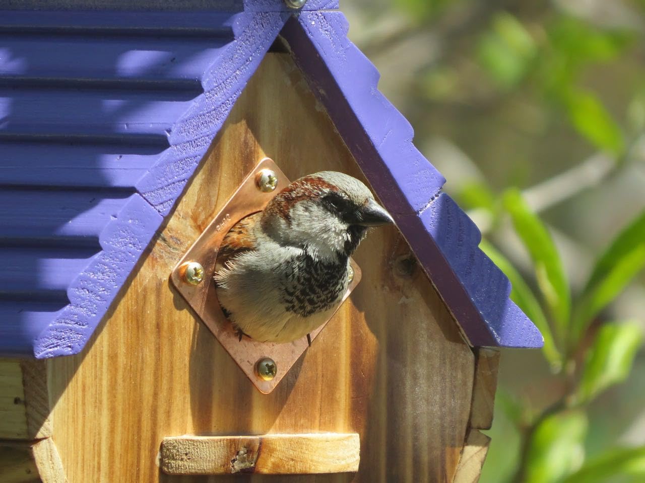 Bird House for Outside, Wood Birdhouses Outdoor, Wooden Bird House Bluebird Finch Cardinals Hanging Birdhouse for Garden Viewing customer photo 1