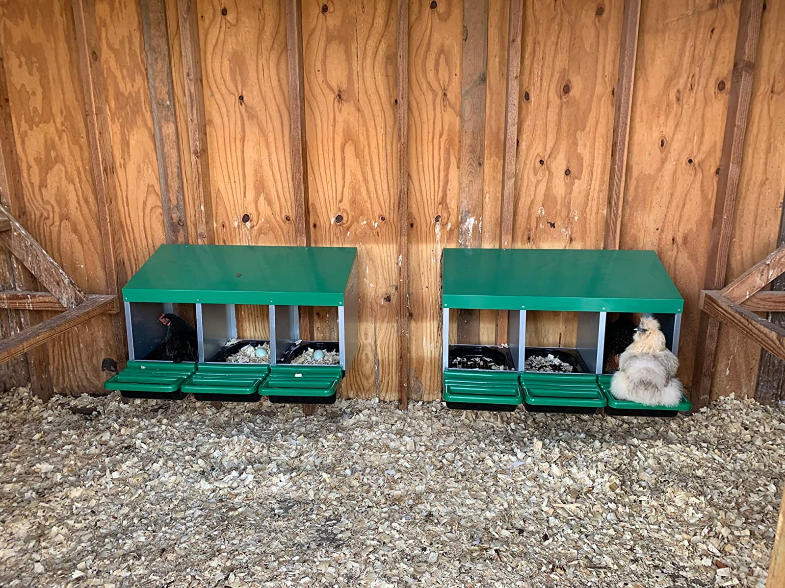 Homestead Essentials Classic Style 2 Compartment, Forward Rollout and Rollaway, Hen & Chicken Nesting Box with Integrated Perch and Protective Egg Laying Collection Lids customer photo 1
