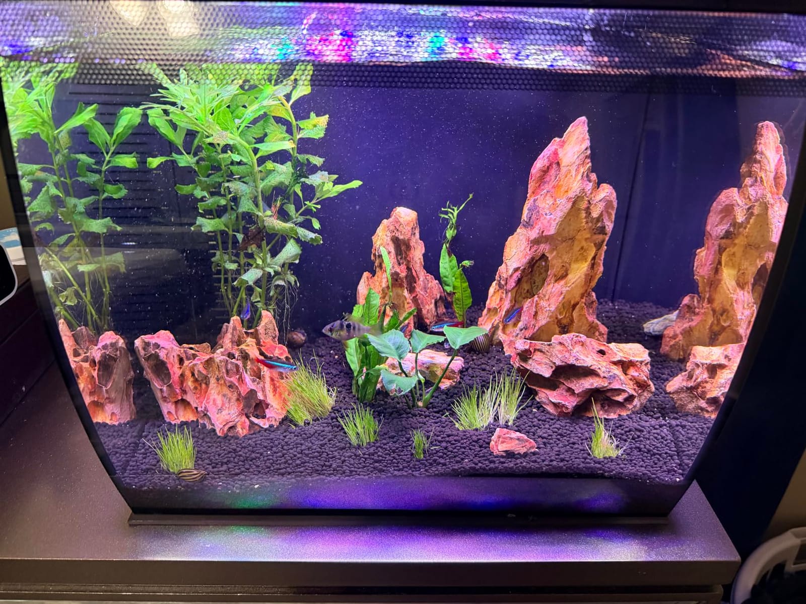 hygger Auto On Off LED Aquarium Light, Full Spectrum Fish Tank Light with LCD Monitor, 24/7 Lighting Cycle, 7 Colors, Adjustable Timer, IP68 Waterproof, 3 Modes for 12