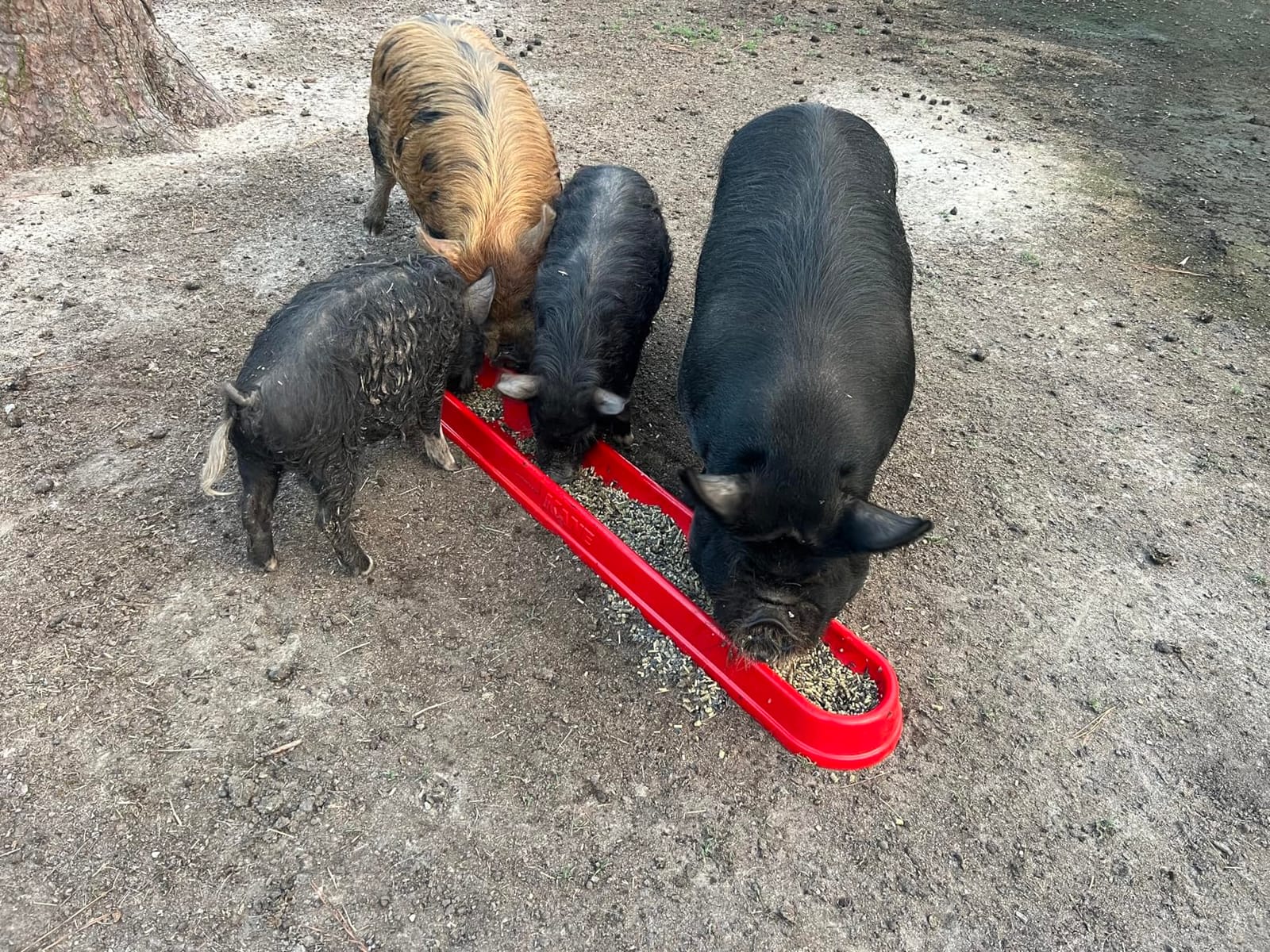 KANE Trough Feeder 48