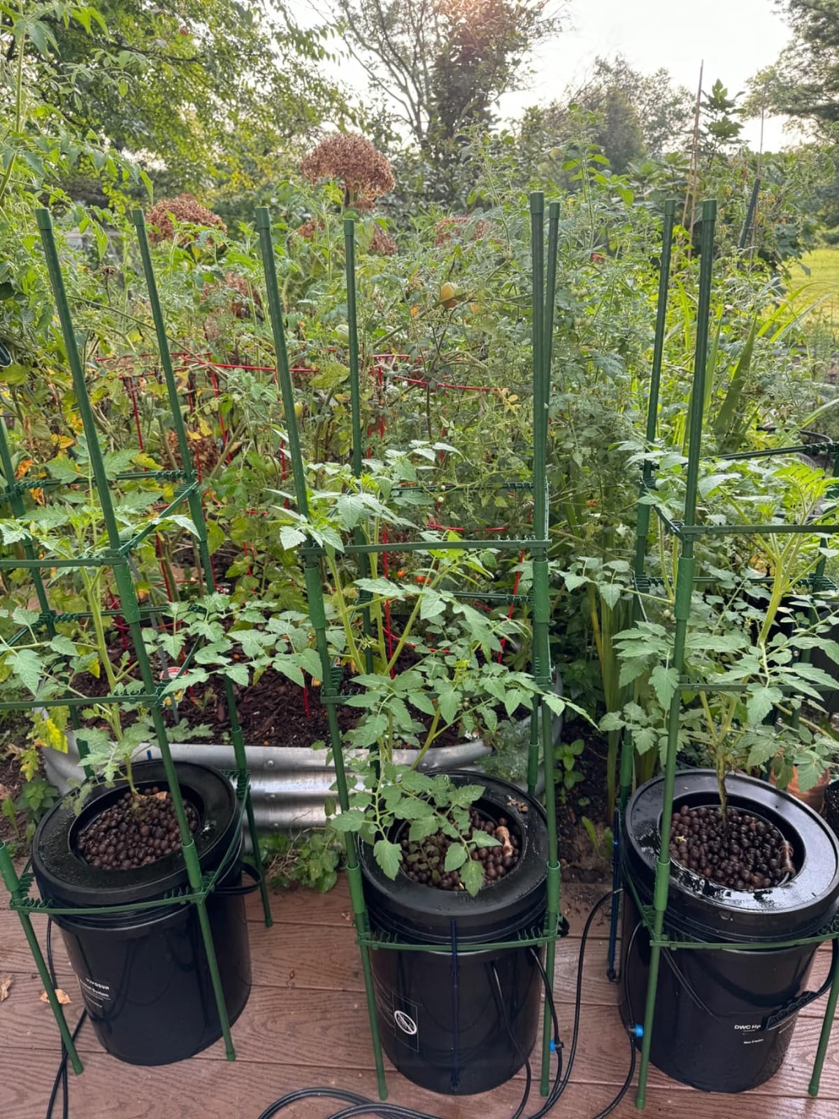 VIVOSUN DWC Hydroponics Grow System with Top Drip Kit 4 Buckets customer photo 1