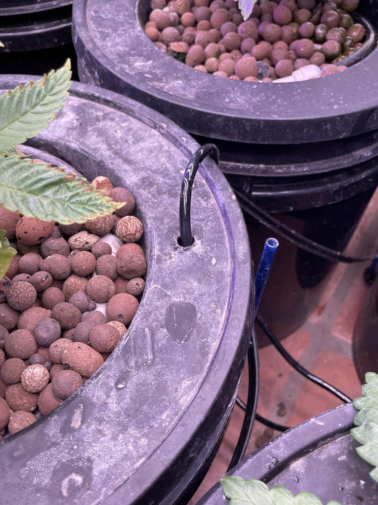 VIVOSUN DWC Hydroponics Grow System with Top Drip Kit 4 Buckets customer photo 2