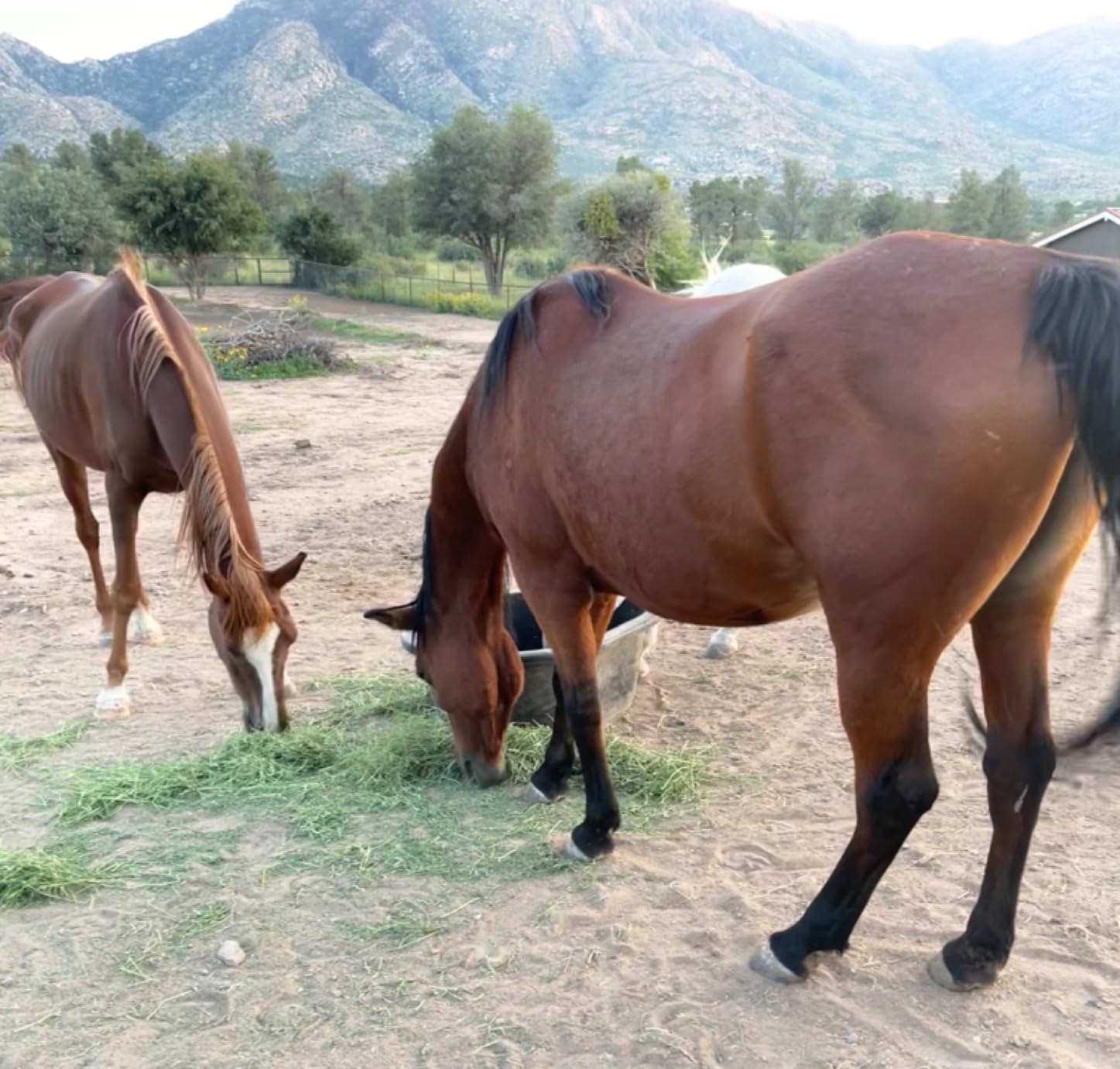 Harrison Howard Slow Feed Hay Net Horse-Black customer photo 2