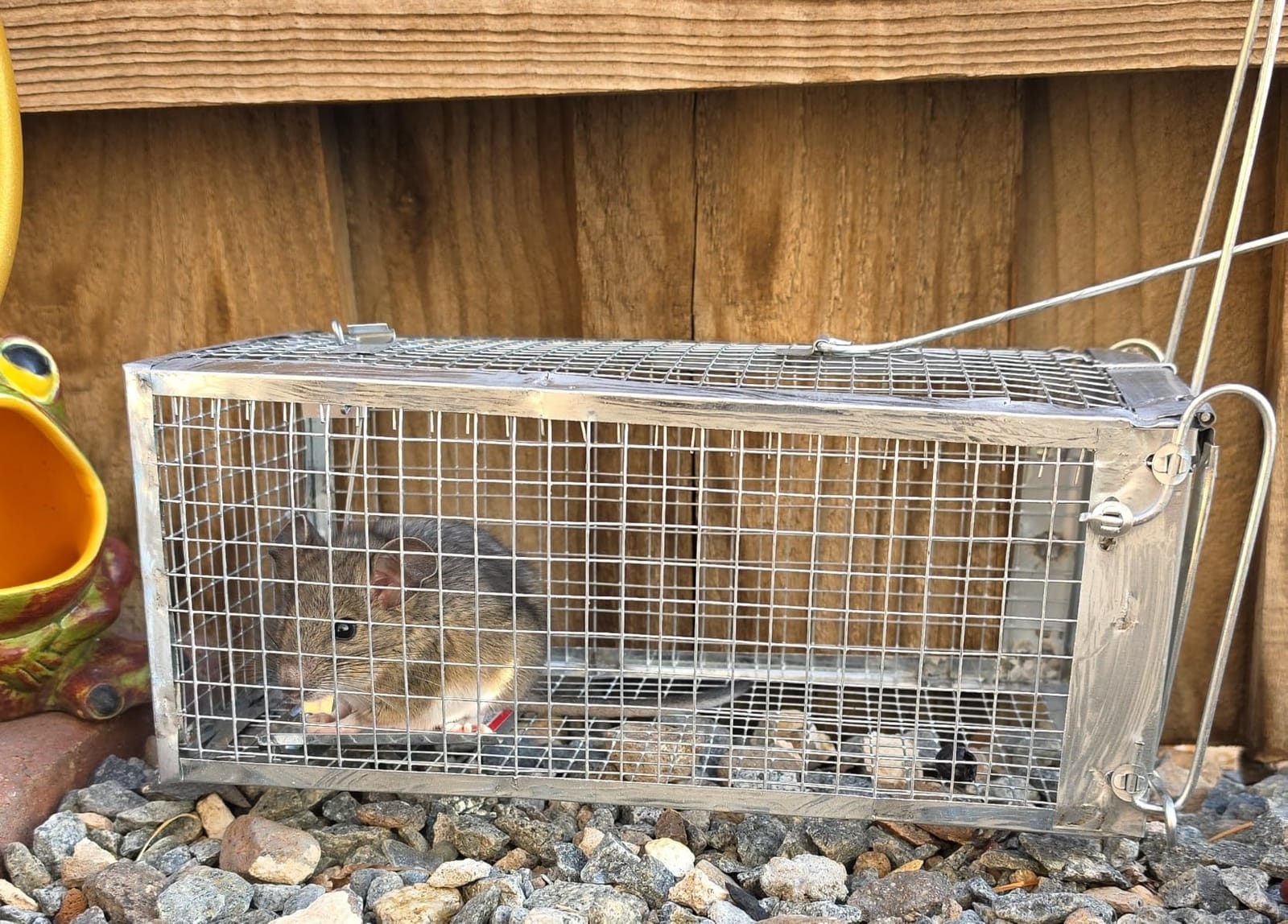 Kensizer 2-Pack Humane Rat Trap, Small Mouse Traps 10.5