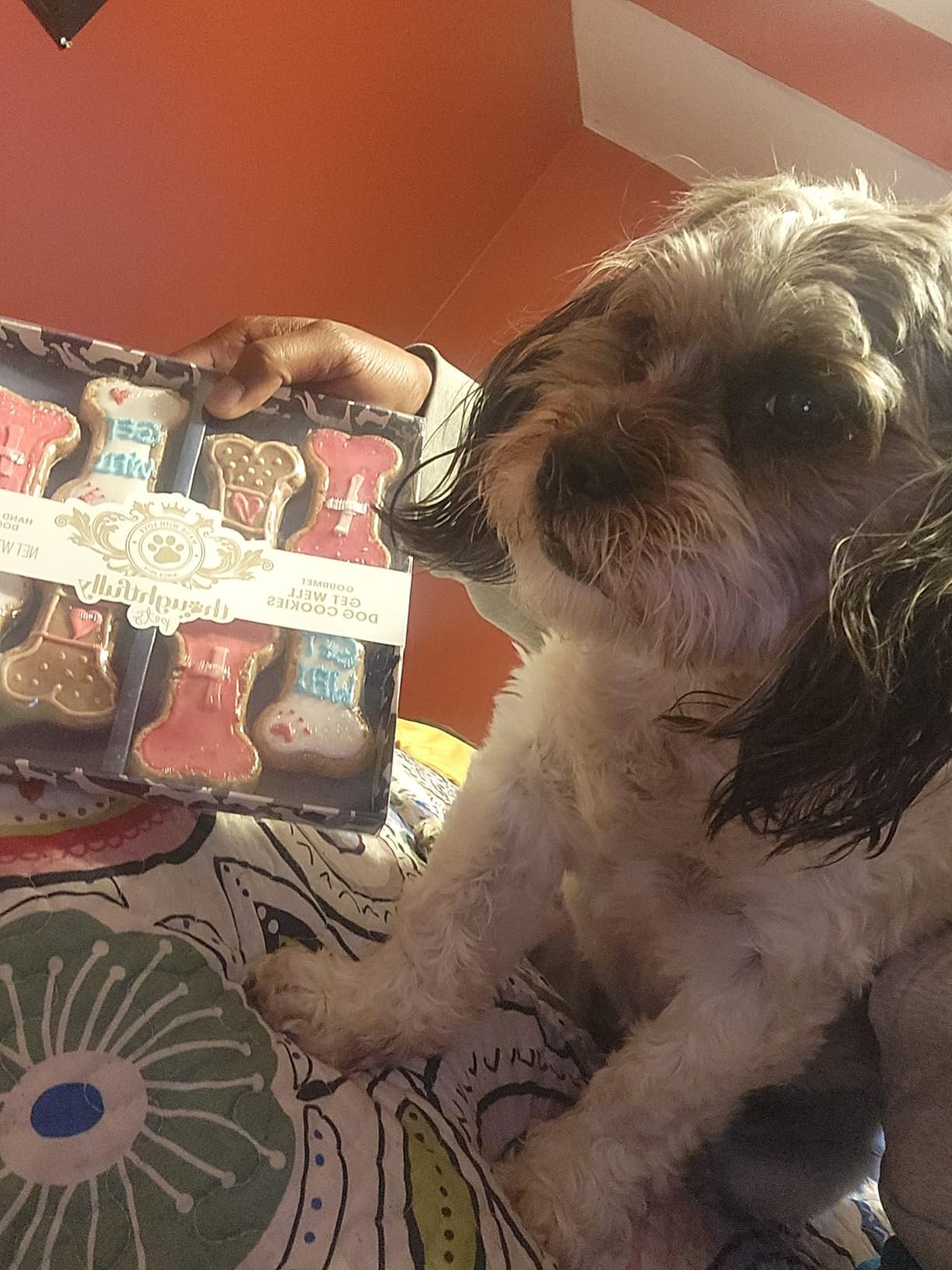 Get Well Soon Dog Treat Gift Set, Decorated Bone-Shaped Treats, Set of 8 customer photo 2