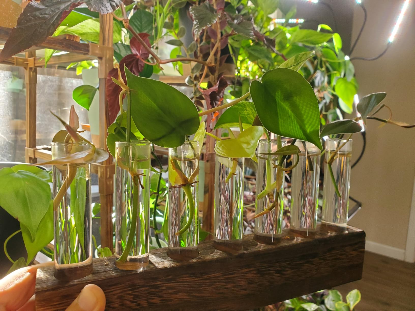 Plant Propagation Station, Plants Propagation Tubes customer photo 2