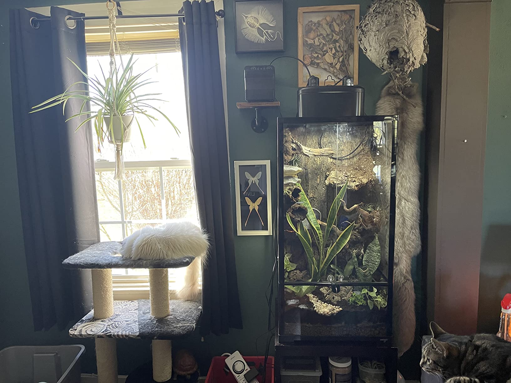 WACOOL Tempered Glass 40 Gallon Reptile Tank, Front Opening Reptile Terrarium 30