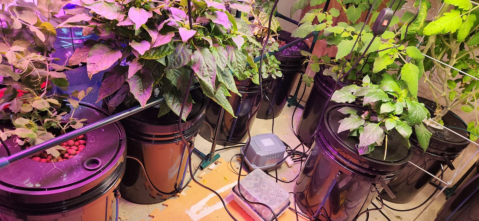 VEVOR DWC Hydroponic System, 5 Gallon 8 Buckets, Deep Water Culture Growing Bucket, Hydroponics Grow Kit with Pump, Air Stone and Water Level Device, for Indoor/Outdoor Leafy Vegetables customer photo 2